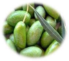 Comment planter et entretenir un olivier