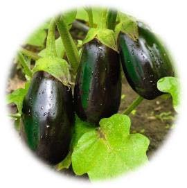 AUBERGINE GREFFÉE BONICA