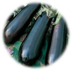 AUBERGINE GREFFÉE LONGUENOIRE