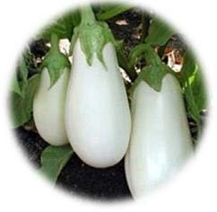 AUBERGINE LONGUE BLANCHE