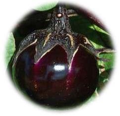 AUBERGINE RONDE NOIRE