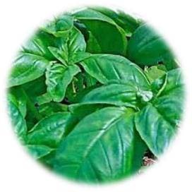 BASILIC GRANDES FEUILLES