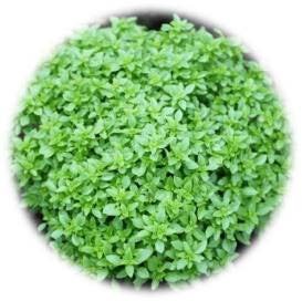 BASILIC PETITES FEUILLES