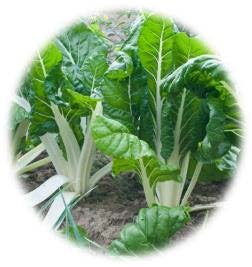 BLETTE ÀCOTES LARGES