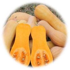 BUTTERNUT