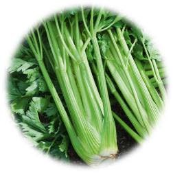 CELERI BRANCHE