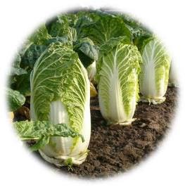 CHOU CHINOIS PET SAÏ