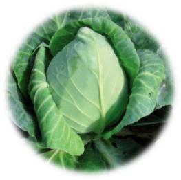 CHOU POINTU COEUR DE BOEUF