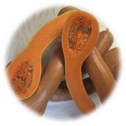 COURGE LONGUE DE NICE