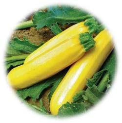 COURGETTE JAUNE