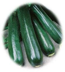 COURGETTE LONGUE
