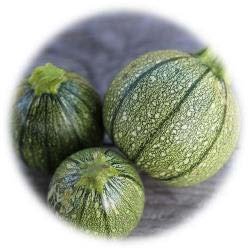 COURGETTE RONDE