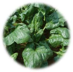 EPINARD GÉANT D'HIVER