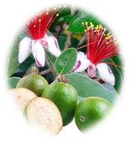 Feijoa