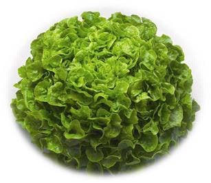 FEUILLE DE CHÊNE BLONDE