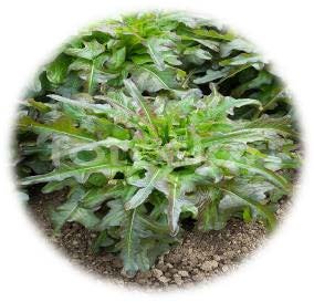 FEUILLE DE CHÊNE ROUGE