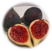 Figuier Bellone Noire De Nice