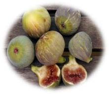 Figuier Grise De St Jean