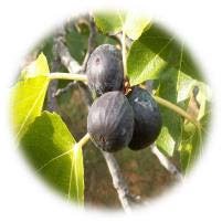 Figuier Noire De Barbentane