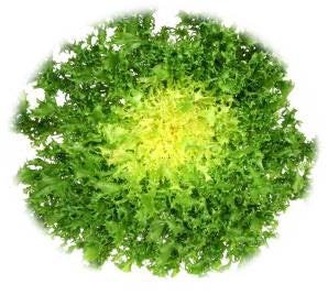 FRISÉE