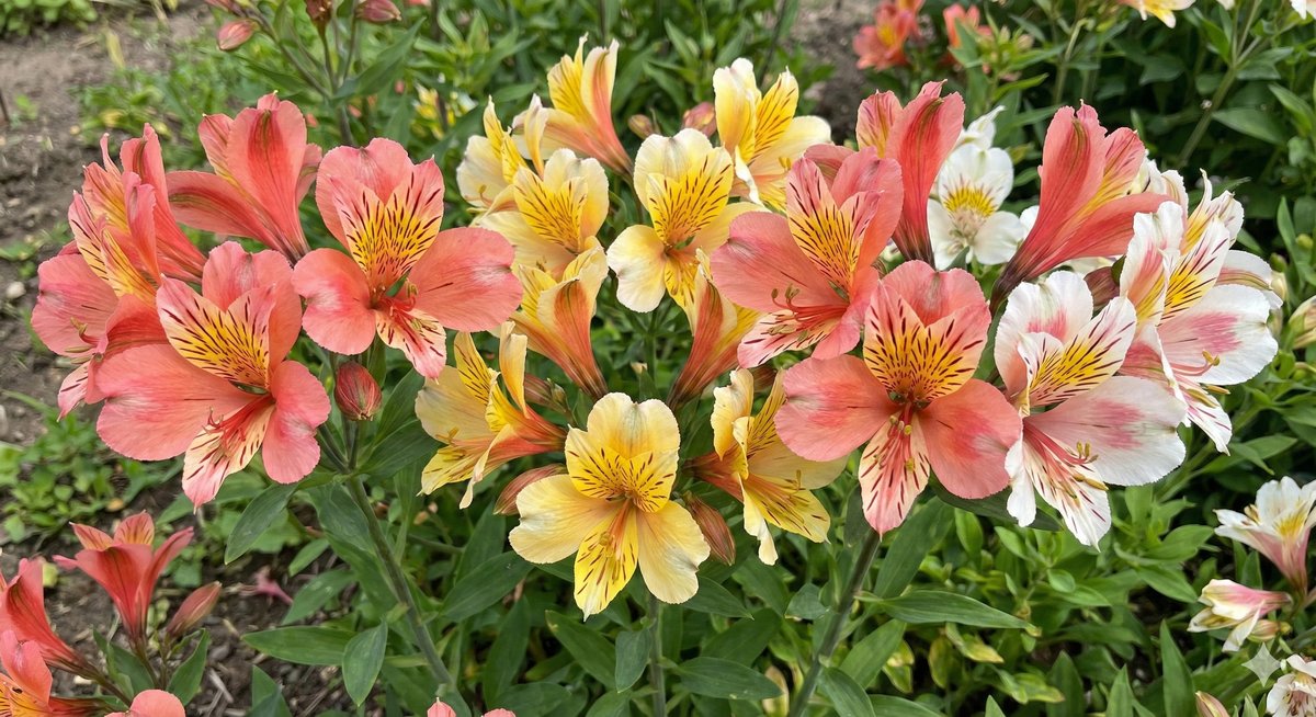 Alstroëmeria