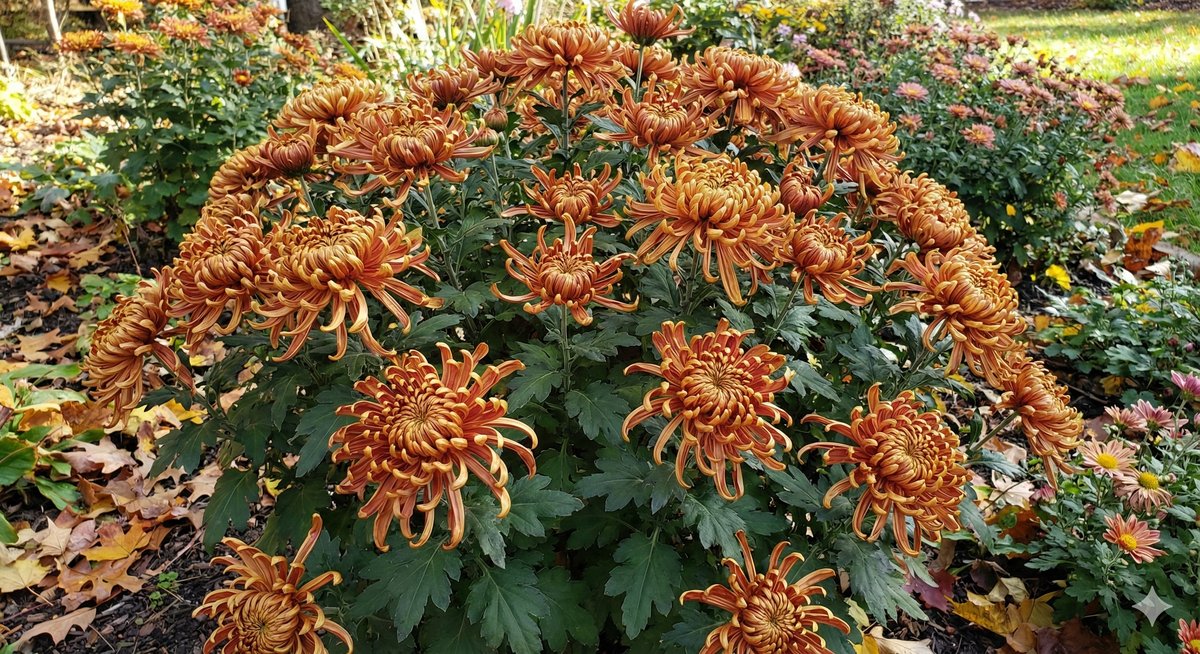 Chrysanthème