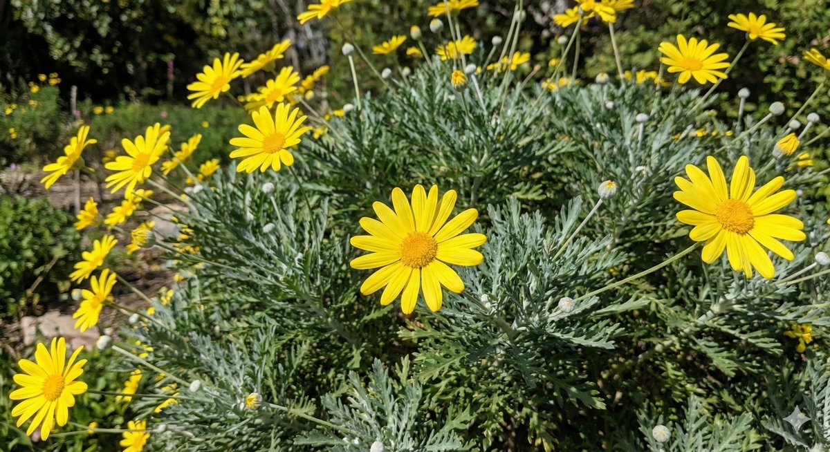 Euryops