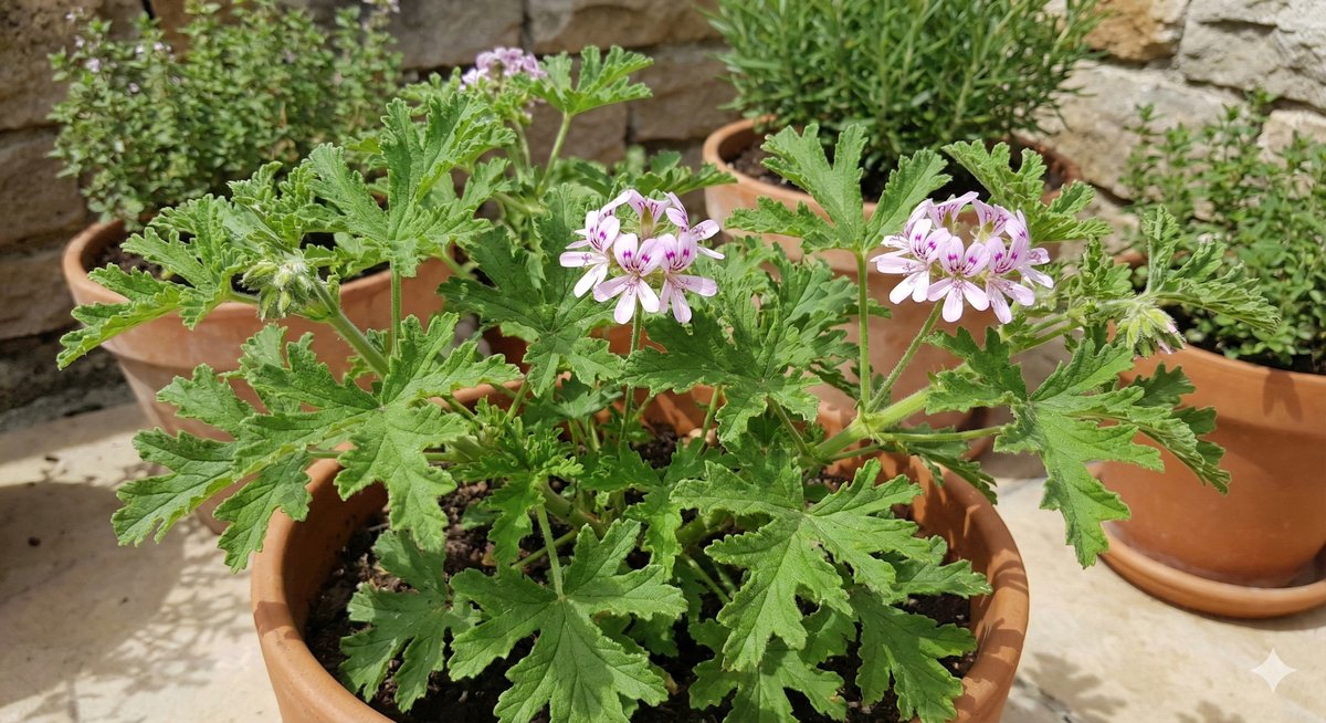 Géranium Citronelle