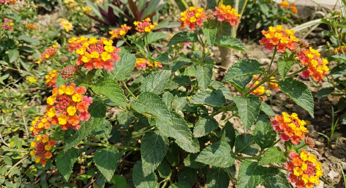 Lantana
