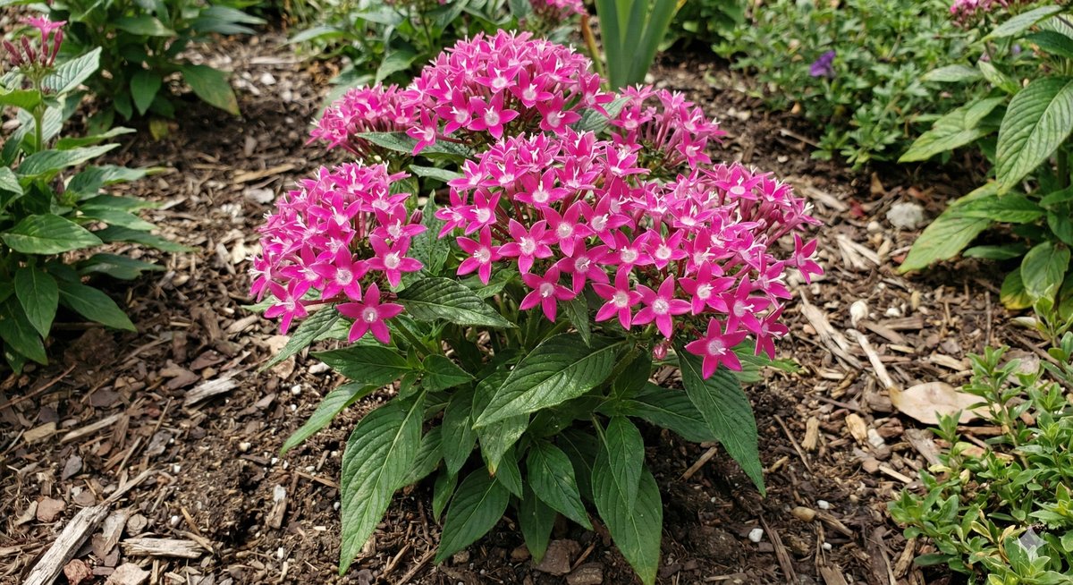 Pentas