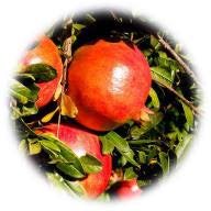 Grenadier De Provence