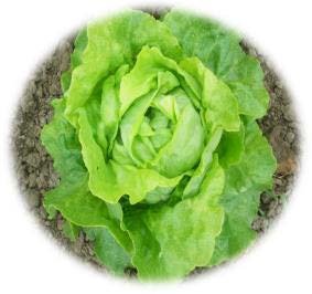 LAITUE POMMÉE DE PRINTEMPS