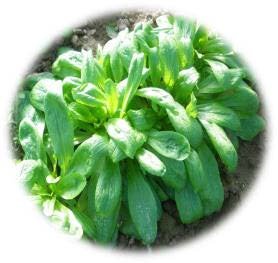 MÂCHE GROSSES FEUILLES