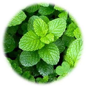 MENTHE POIVREE