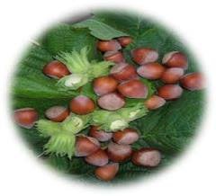 Noisetier Ronde Du Piémont