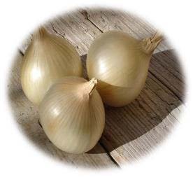 OIGNON DOUX DES CÉVENNES