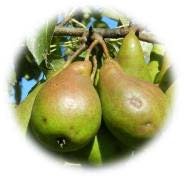 Poirier Louise Bonne