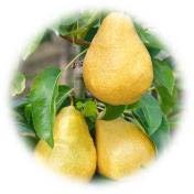 Poirier William Jaune