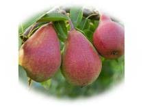 Poirier William Rouge