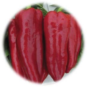 POIVRON GREFFÉ CORNE DE TORO