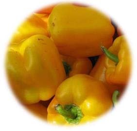 POIVRON GREFFÉ JAUNE