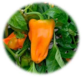 POIVRON GREFFÉ PETIT MARSEILLAIS