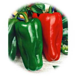 POIVRON GROS DOUX D'ESPAGNE