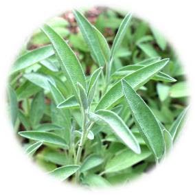 SAUGE OFFICINALE