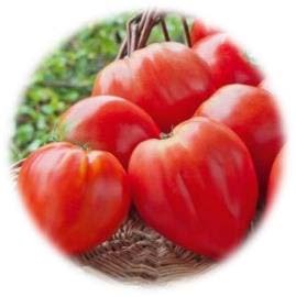 TOMATE COEUR DE BOEUF