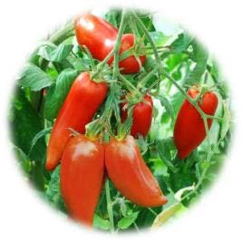 TOMATE CORNUE DES ANDES