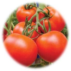 TOMATE GRAPPE