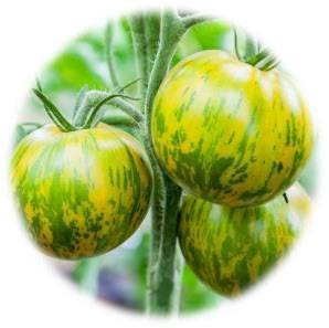 TOMATE GREEN ZABRA