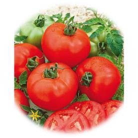 TOMATE GREFFÉE MAESTRIA TYPE GORDAL