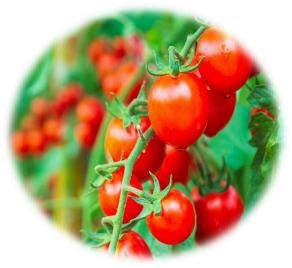 TOMATE GREFFÉE MARMANDE